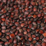 ASIAN PEAR tree seeds, Hardy FRUIT TREE - Caribbean garden seed