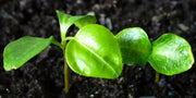 ASIAN PEAR tree seeds, Hardy FRUIT TREE - Caribbean garden seed