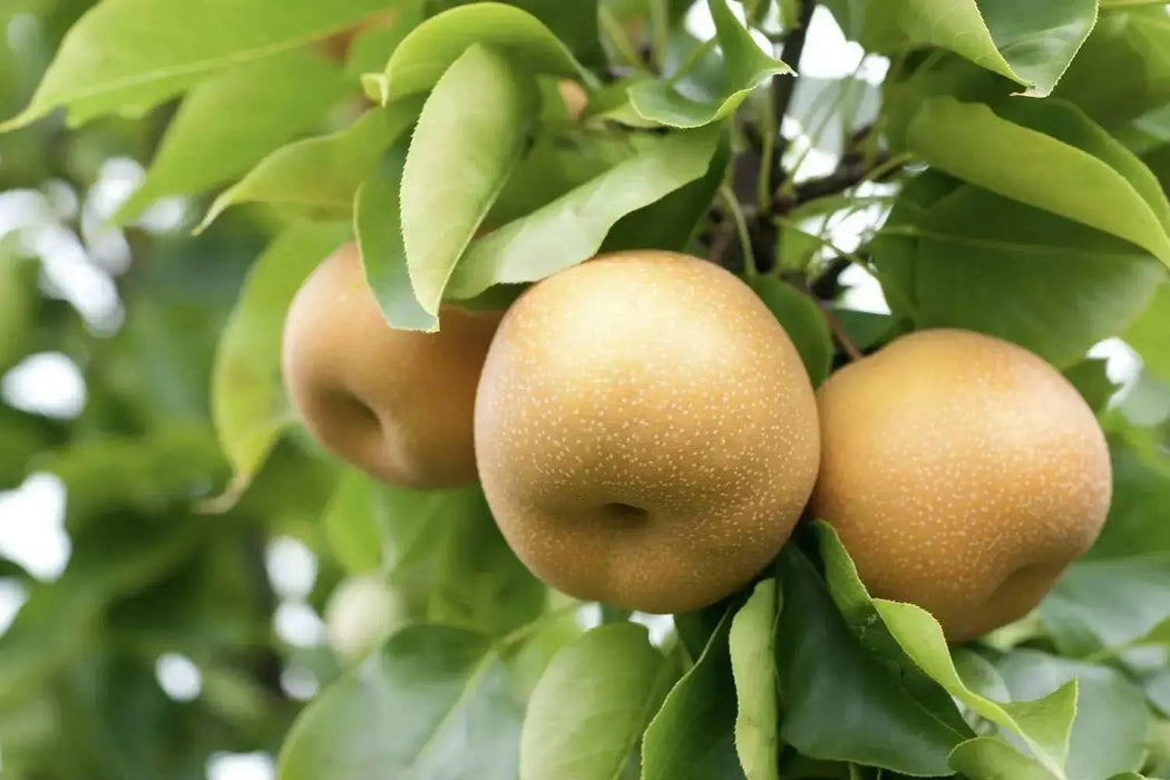 ASIAN PEAR tree seeds, Hardy FRUIT TREE - Caribbean garden seed