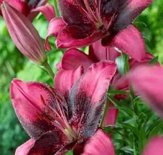 Asiatic Lily Purple Eye (5 bulbs) real thriller in the garden .Perennial - Caribbean garden seed