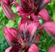 Asiatic Lily Purple Eye (5 bulbs) real thriller in the garden .Perennial - Caribbean garden seed