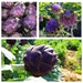 Artichoke Purple Romagna -  Perennial vegetable - Caribbean garden seed