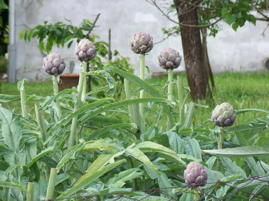 Artichoke Purple Romagna -  Perennial vegetable - Caribbean garden seed