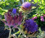Artichoke Purple Romagna -  Perennial vegetable - Caribbean garden seed