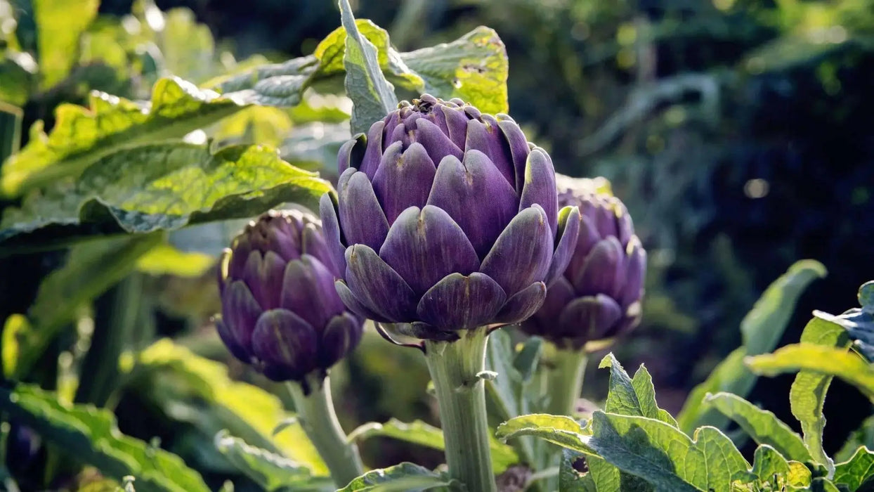 Artichoke Purple Romagna -  Perennial vegetable - Caribbean garden seed