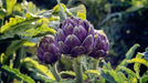 Artichoke Purple Romagna -  Perennial vegetable - Caribbean garden seed