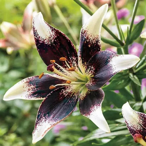 Asiatic Lily BULB ‘Netty's Pride, PERENNIAL FLOWERS - Caribbean garden seed
