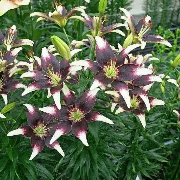 Asiatic Lily BULB ‘Netty's Pride, PERENNIAL FLOWERS - Caribbean garden seed