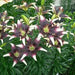 Asiatic Lily BULB ‘Netty's Pride, PERENNIAL FLOWERS - Caribbean garden seed