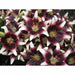 Asiatic Lily BULB ‘Netty's Pride, PERENNIAL FLOWERS - Caribbean garden seed