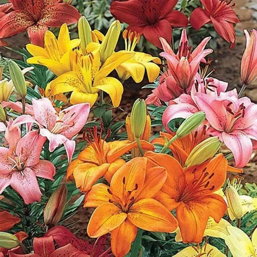 Asiatic Lily Bulbs (MIXED)) real thriller in the garden .Perennial - Caribbean garden seed