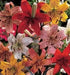 Asiatic Lily Bulbs (MIXED)) real thriller in the garden .Perennial - Caribbean garden seed