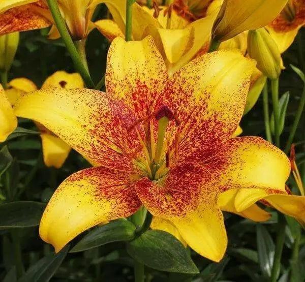 Asiatic Lily Golden Stone (5 bulbs) real thriller in the garden .Perennial - Caribbean garden seed