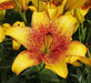 Asiatic Lily Golden Stone (5 bulbs) real thriller in the garden .Perennial - Caribbean garden seed