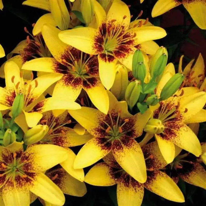 Asiatic Lily Golden Stone (5 bulbs) real thriller in the garden .Perennial - Caribbean garden seed