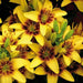 Asiatic Lily Golden Stone (5 bulbs) real thriller in the garden .Perennial - Caribbean garden seed