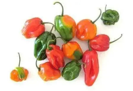 Arroz Con Pollo (LIVE PLANT) SEASONINGS PEPPER no heat, caribbean product - Caribbean garden seed