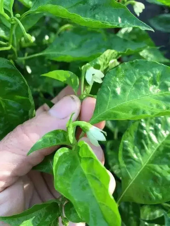 Arroz Con Pollo (LIVE PLANT) SEASONINGS PEPPER no heat, caribbean product - Caribbean garden seed