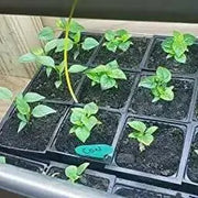 Arroz Con Pollo (LIVE PLANT) SEASONINGS PEPPER no heat, caribbean product - Caribbean garden seed