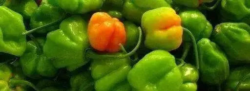 Arroz Con Pollo (LIVE PLANT) SEASONINGS PEPPER no heat, caribbean product - Caribbean garden seed