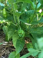 Arroz Con Pollo (LIVE PLANT) SEASONINGS PEPPER no heat, caribbean product - Caribbean garden seed