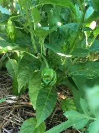 Arroz Con Pollo (LIVE PLANT) SEASONINGS PEPPER no heat, caribbean product - Caribbean garden seed