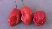 Arroz Con Pollo (LIVE PLANT) SEASONINGS PEPPER no heat, caribbean product - Caribbean garden seed