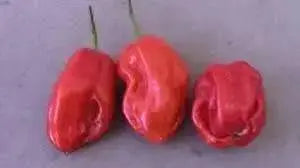 Arroz Con Pollo (LIVE PLANT) SEASONINGS PEPPER no heat, caribbean product - Caribbean garden seed