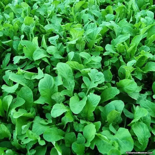 ARUGULA  ASTRO ,Herb Seed  Asian Vegetable - Caribbean garden seed