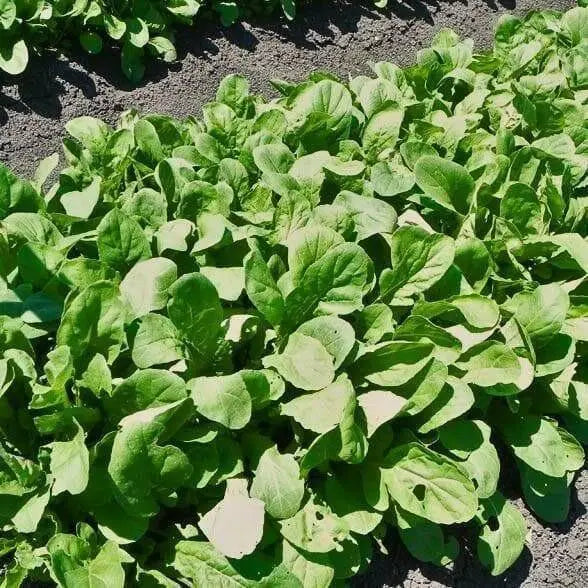 ARUGULA  ASTRO ,Herb Seed  Asian Vegetable - Caribbean garden seed