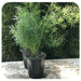 Asparagus Fern - (STARTER PLANT) PERENNIAL FOLIAGE - Caribbean garden seed