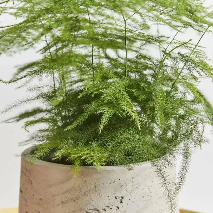 Asparagus Fern - (STARTER PLANT) PERENNIAL FOLIAGE - Caribbean garden seed