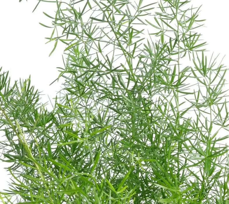Asparagus Fern - (STARTER PLANT) PERENNIAL FOLIAGE - Caribbean garden seed