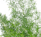 Asparagus Fern - (STARTER PLANT) PERENNIAL FOLIAGE - Caribbean garden seed
