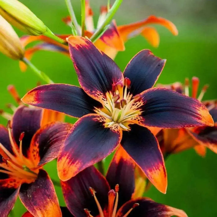 Asiatic Lily Bulbs  ( Forever Susan ) FLOWERS - Caribbean garden seed