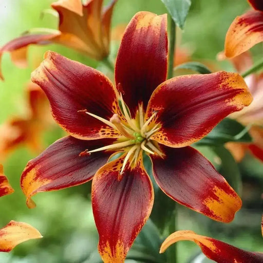 Asiatic Lily Bulbs  ( Forever Susan ) FLOWERS - Caribbean garden seed