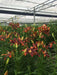 Asiatic Lily Bulbs  ( Forever Susan ) FLOWERS - Caribbean garden seed