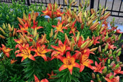 Asiatic Lily LINDA, (5 bulbs) real thriller in the garden .Perennial - Caribbean garden seed