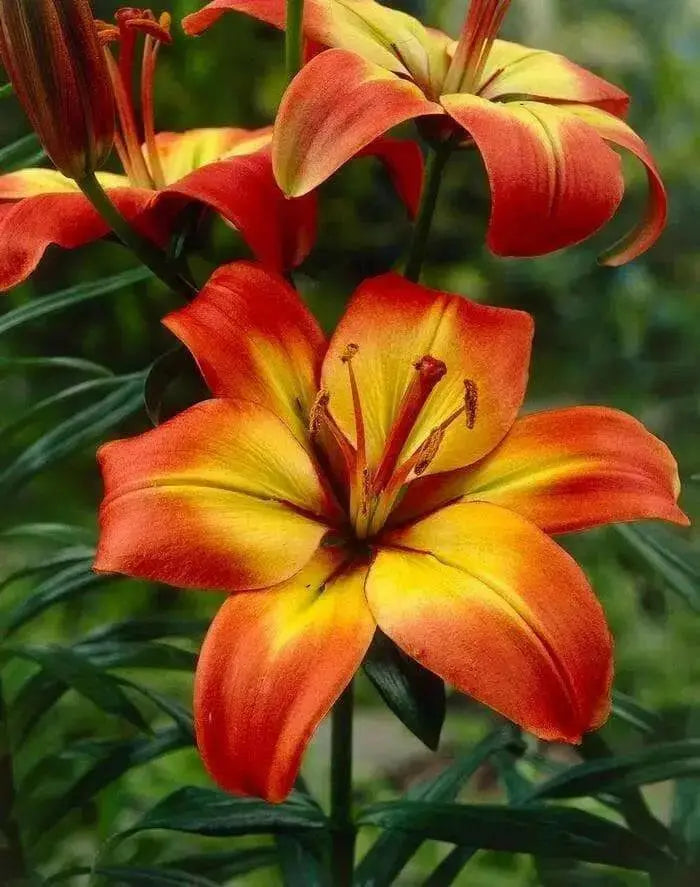 Asiatic Lily LINDA, (5 bulbs) real thriller in the garden .Perennial - Caribbean garden seed