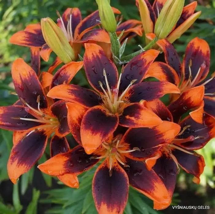 Asiatic Lily Bulbs  ( Forever Susan ) FLOWERS - Caribbean garden seed