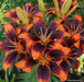 Asiatic Lily Bulbs  ( Forever Susan ) FLOWERS - Caribbean garden seed
