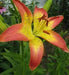 Asiatic Lily LINDA, (5 bulbs) real thriller in the garden .Perennial - Caribbean garden seed