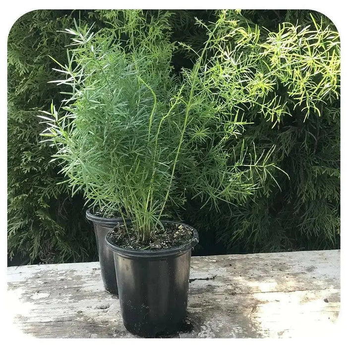Asparagus Fern seeds PERENNIAL FOLIAGE houseplant - Caribbean garden seed