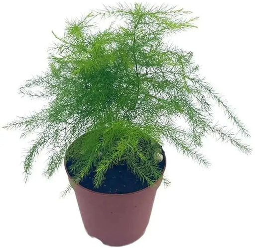Asparagus Fern seeds PERENNIAL FOLIAGE houseplant - Caribbean garden seed