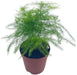 Asparagus Fern seeds PERENNIAL FOLIAGE houseplant - Caribbean garden seed