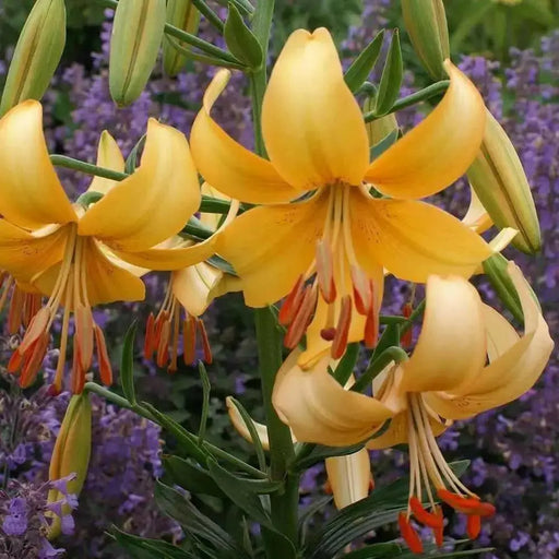 Asiatic Lily, Pearl Stacey Bulbs!  Great Cut Flowers. Perennial - Caribbean garden seed