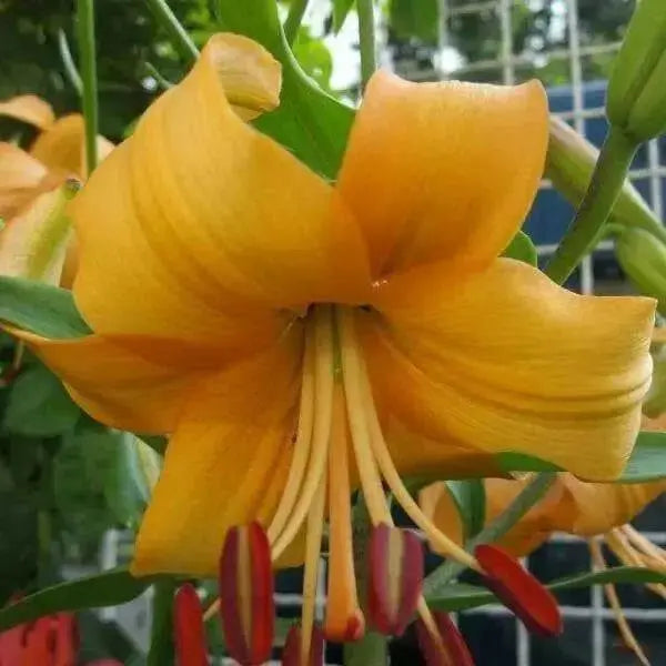 Asiatic Lily, Pearl Stacey Bulbs!  Great Cut Flowers. Perennial - Caribbean garden seed