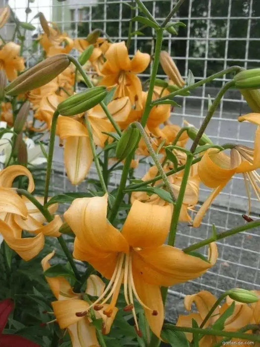 Asiatic Lily, Pearl Stacey Bulbs!  Great Cut Flowers. Perennial - Caribbean garden seed