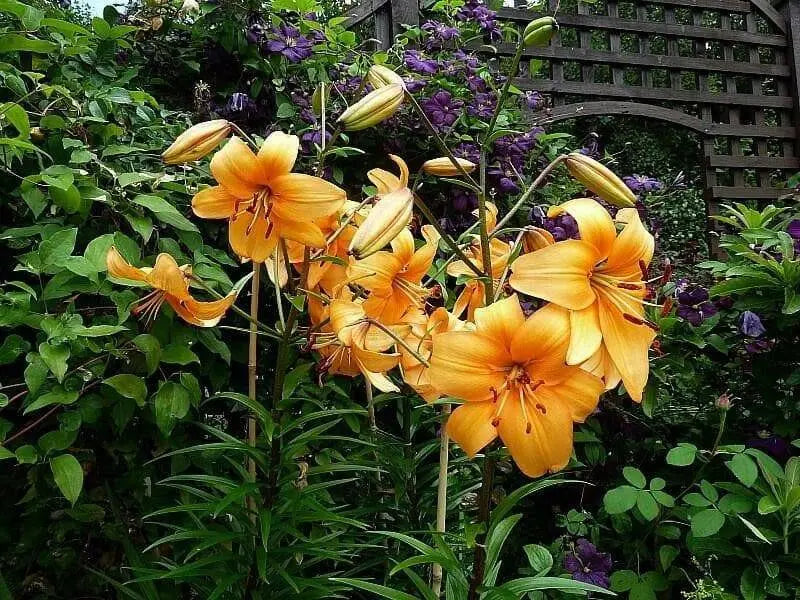 Asiatic Lily, Pearl Stacey Bulbs!  Great Cut Flowers. Perennial - Caribbean garden seed