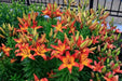 Asiatic Lily Bulbs (Linda) .Perennial - Caribbean garden seed